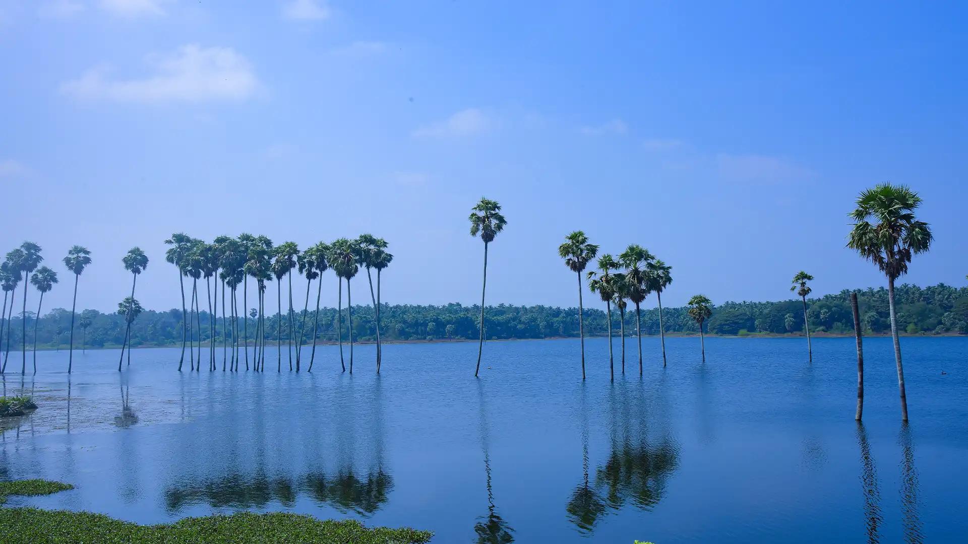 A tranquil sight at Kambalathara-palm trees rising from the reservoir, painting a serene waterscape A tranquil sight at Kambalathara-palm trees rising from the reservoir, painting a serene waterscape