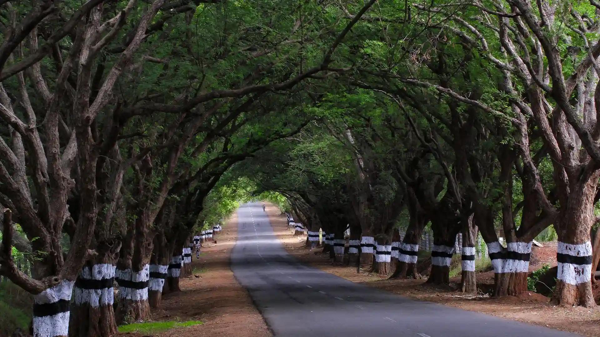 Parambikulam Road | Parambikulam Tiger Reserve Parambikulam Road | Parambikulam Tiger Reserve