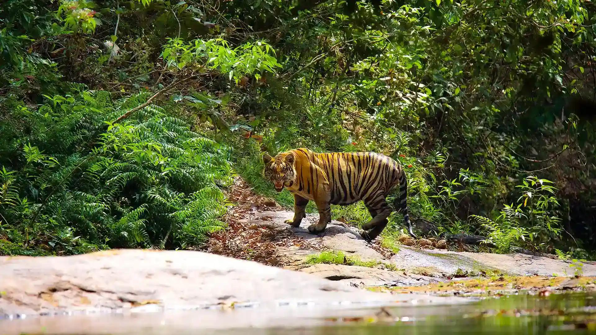 Parambikulam Tiger Reserve Parambikulam Tiger Reserve