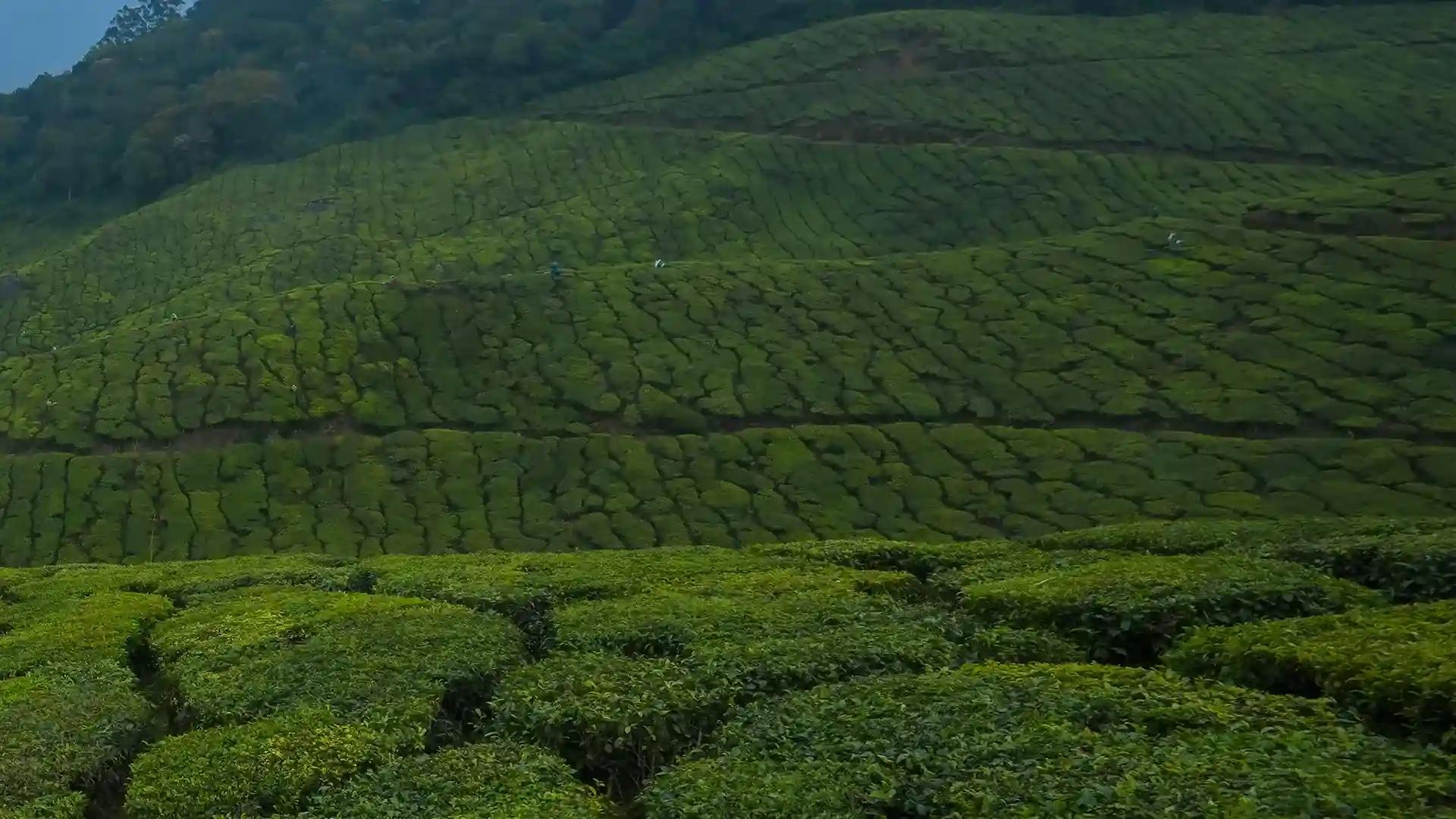 Peeru Hills Peeru Hills