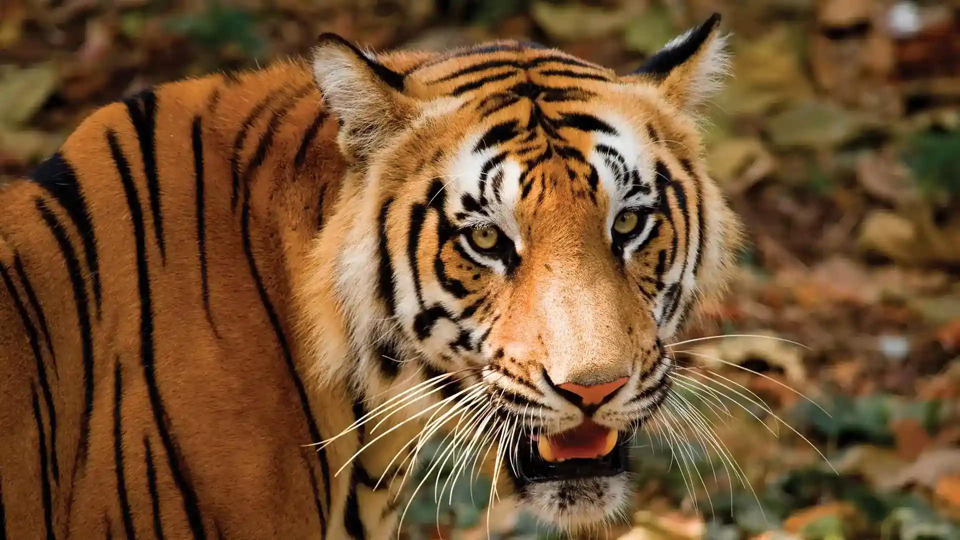 Periyar Tiger Reserve Periyar Tiger Reserve