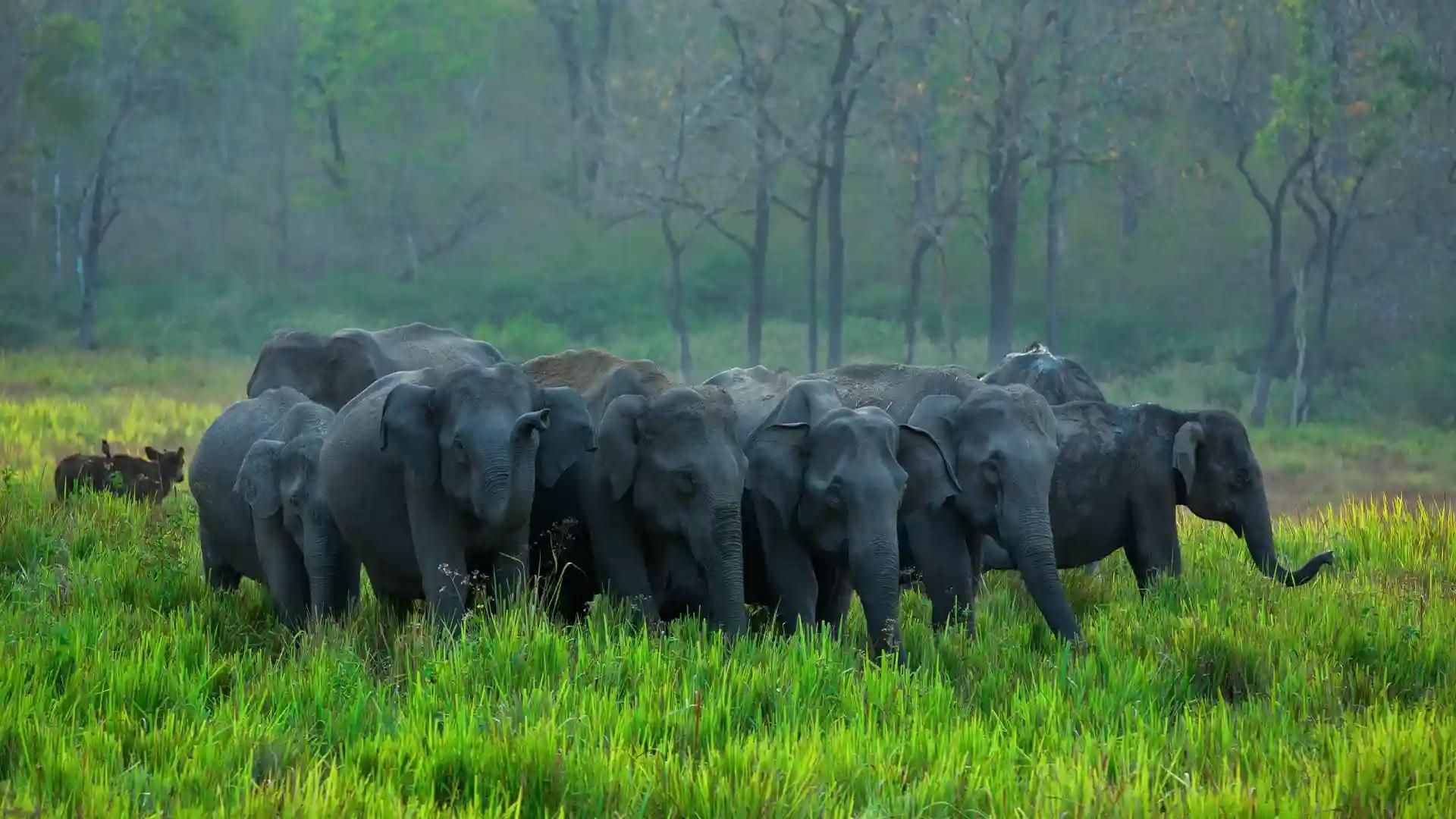 Herd of Elephants at Periyar Wildlife Sanctuary Herd of Elephants at Periyar Wildlife Sanctuary