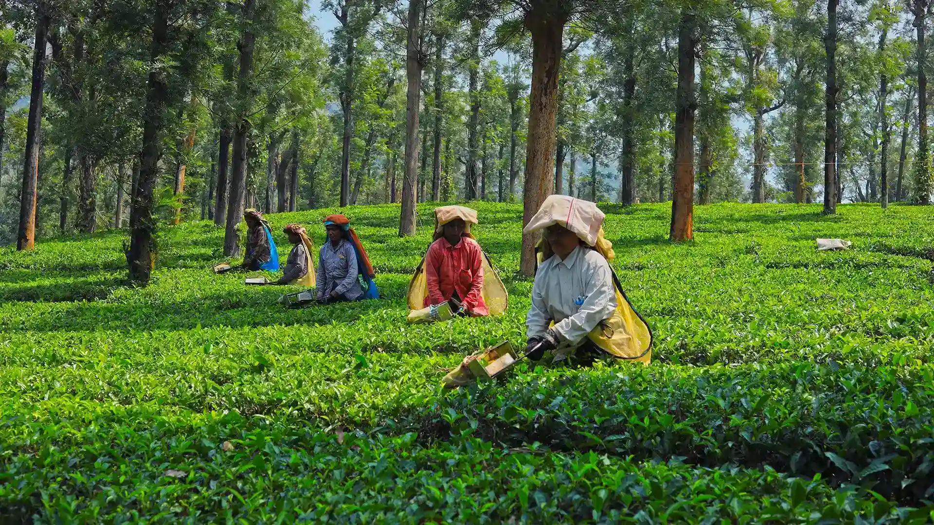 Priyadarshini Tea Plantation Priyadarshini Tea Plantation