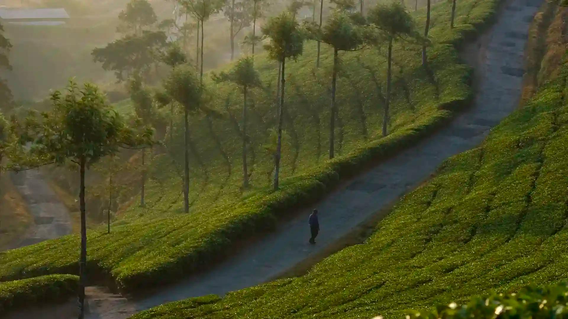 Tea Gardens of Idukki Tea Gardens of Idukki