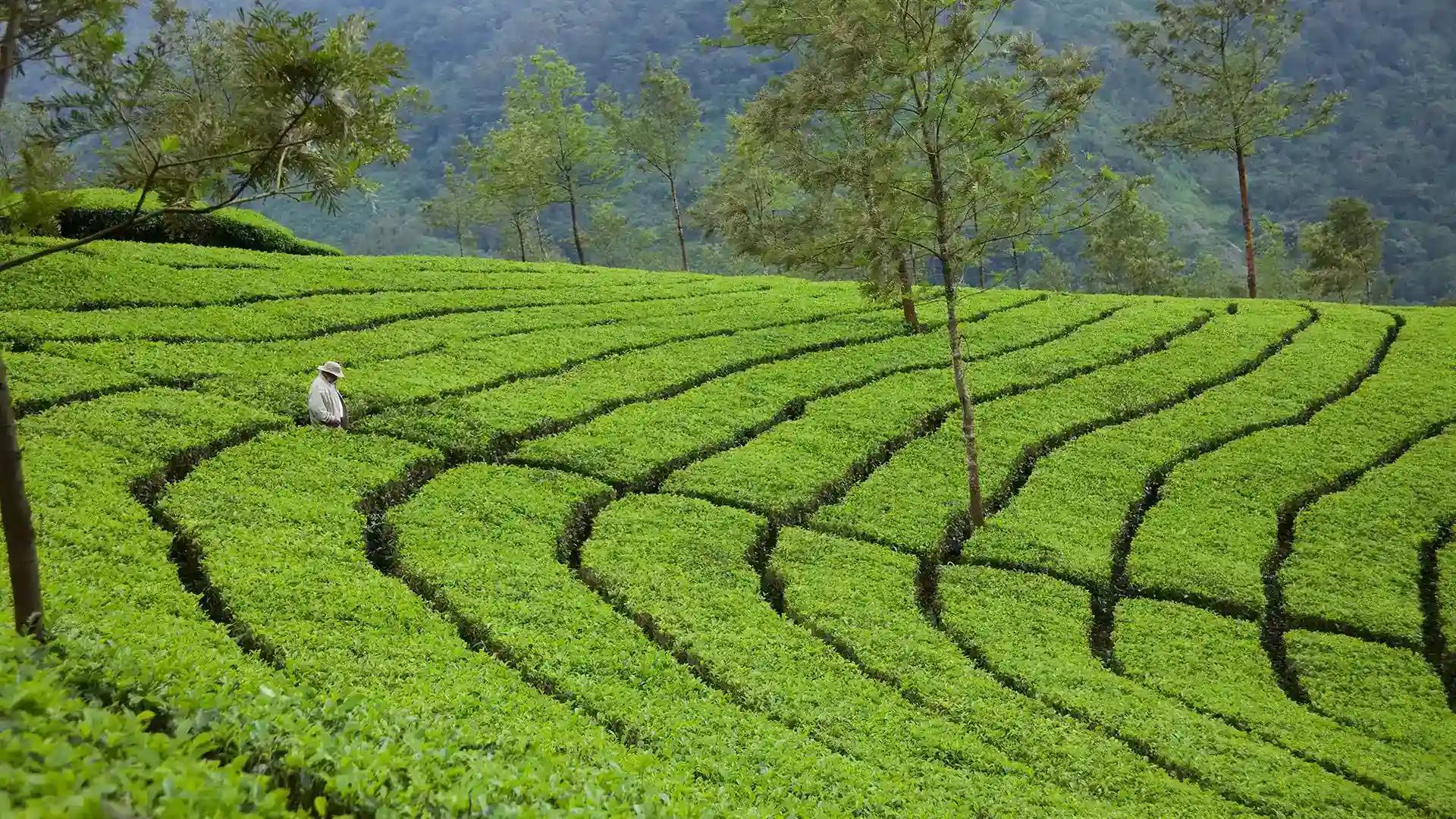 Tea Gardens of Munnar Tea Gardens of Munnar
