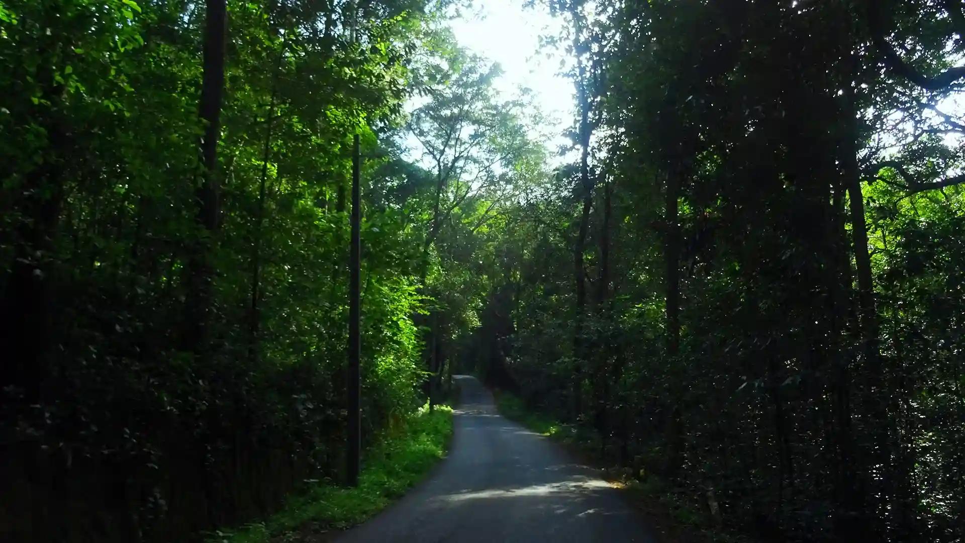 The Lush Green Bandadukka The Lush Green Bandadukka