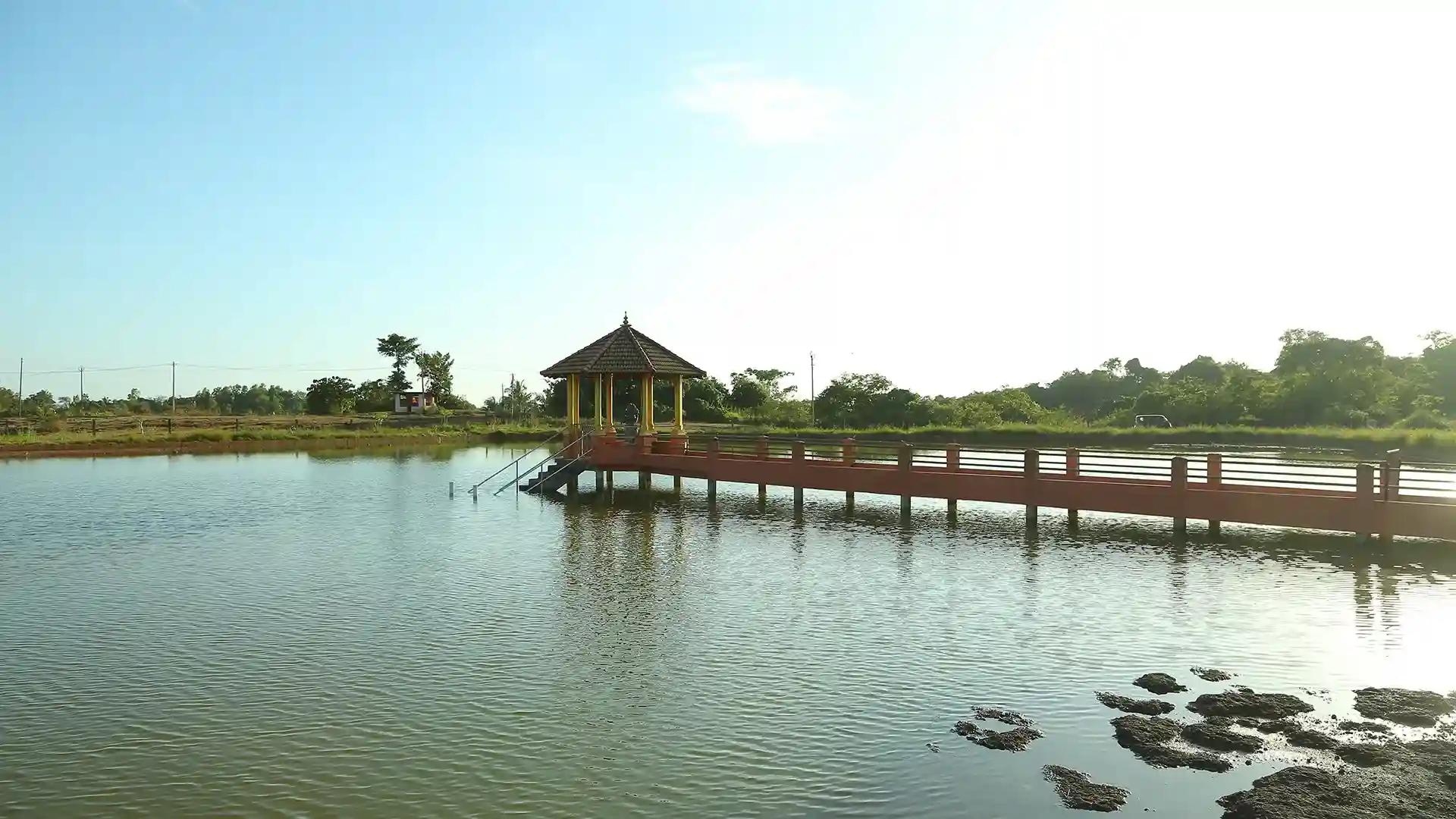 The pond of turtles – Aamakkulam The pond of turtles – Aamakkulam