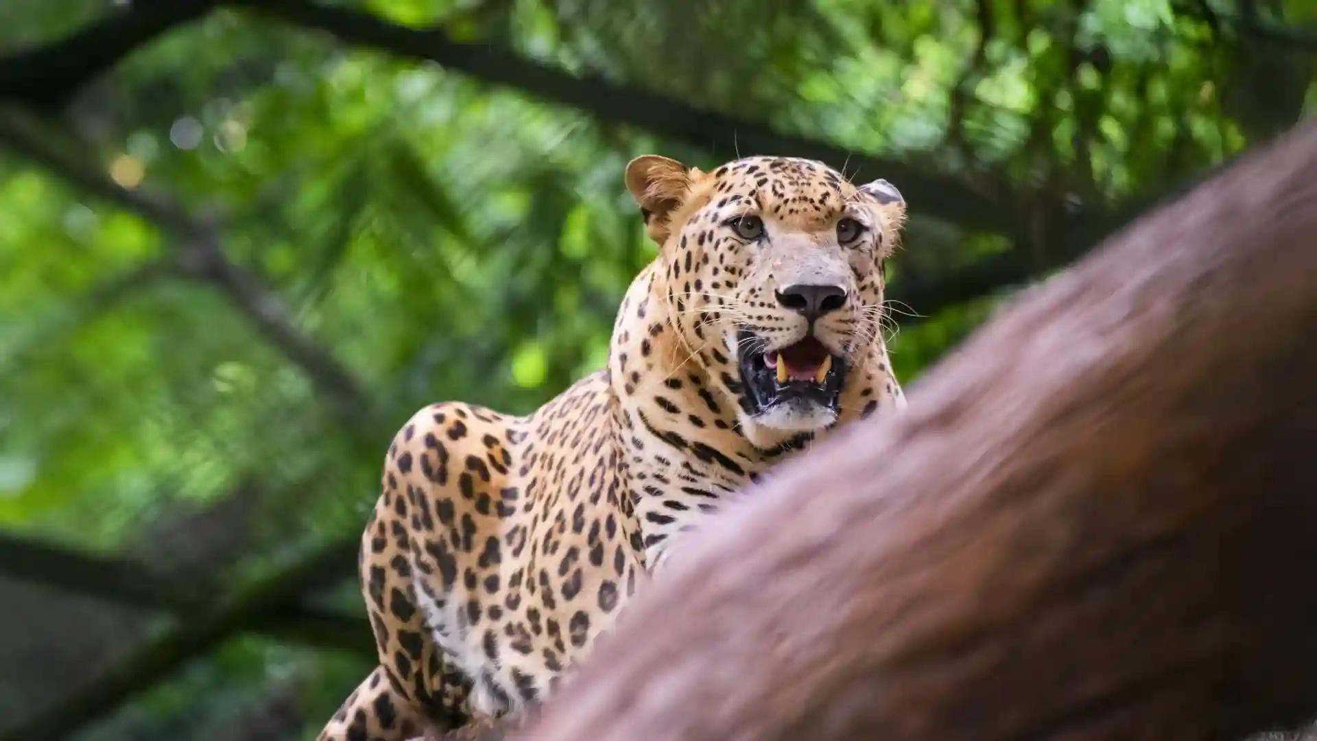 The Zoological Park, Thiruvananthapuram The Zoological Park, Thiruvananthapuram