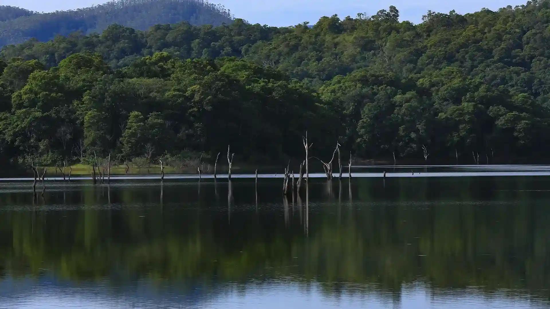 Thekkady: Your Gateway to the Wild Thekkady: Your Gateway to the Wild