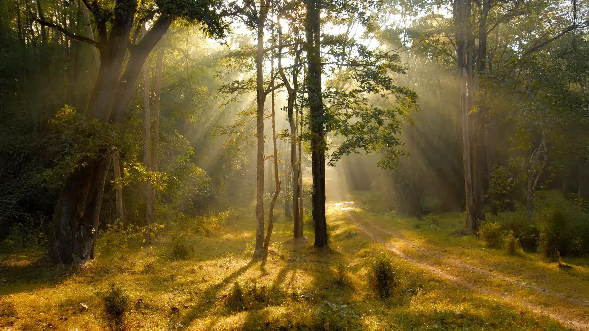 Tholpetty Wildlife Sanctuary Tholpetty Wildlife Sanctuary