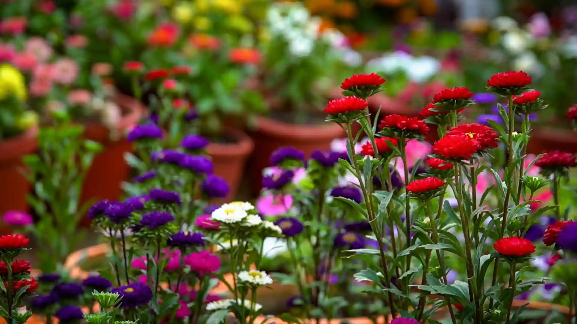 Vasantholsavam Vasantholsavam