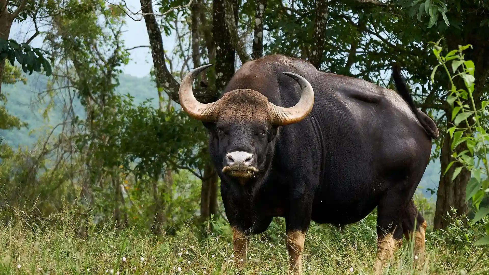 Wayanad - A herd of Indian Gaur Wayanad - A herd of Indian Gaur
