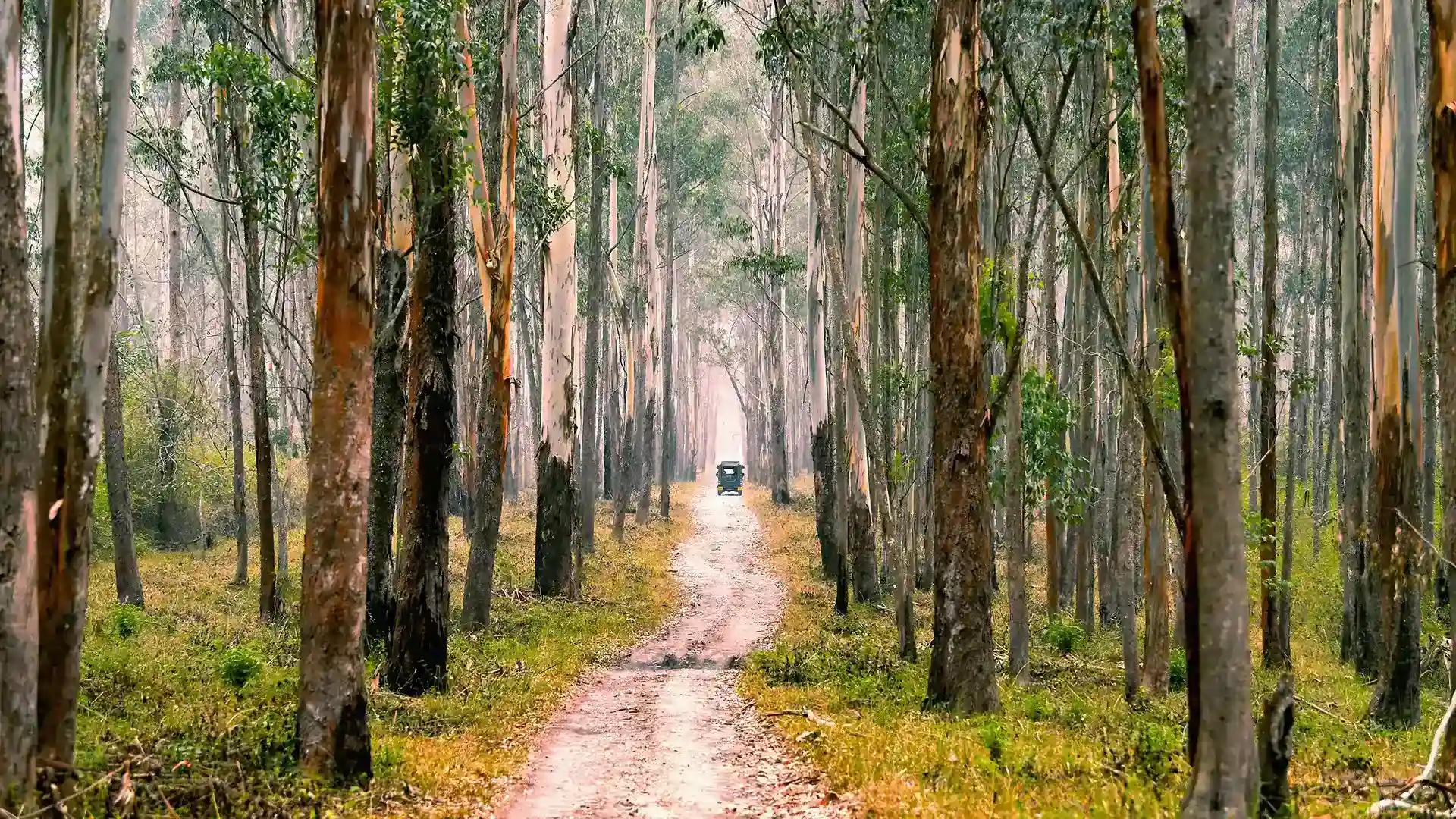 Wayanad pristine beauty Wayanad pristine beauty