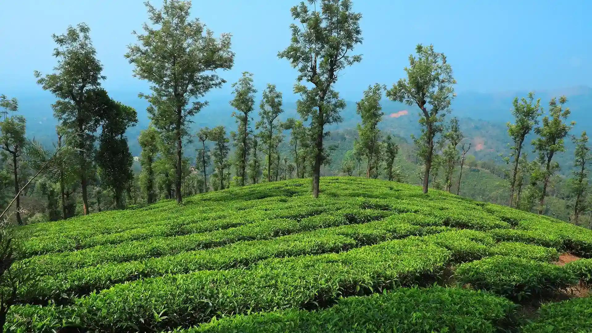 Wayanad Tea Plantations Wayanad Tea Plantations
