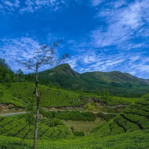 Munnar - popular hill station, Idukki