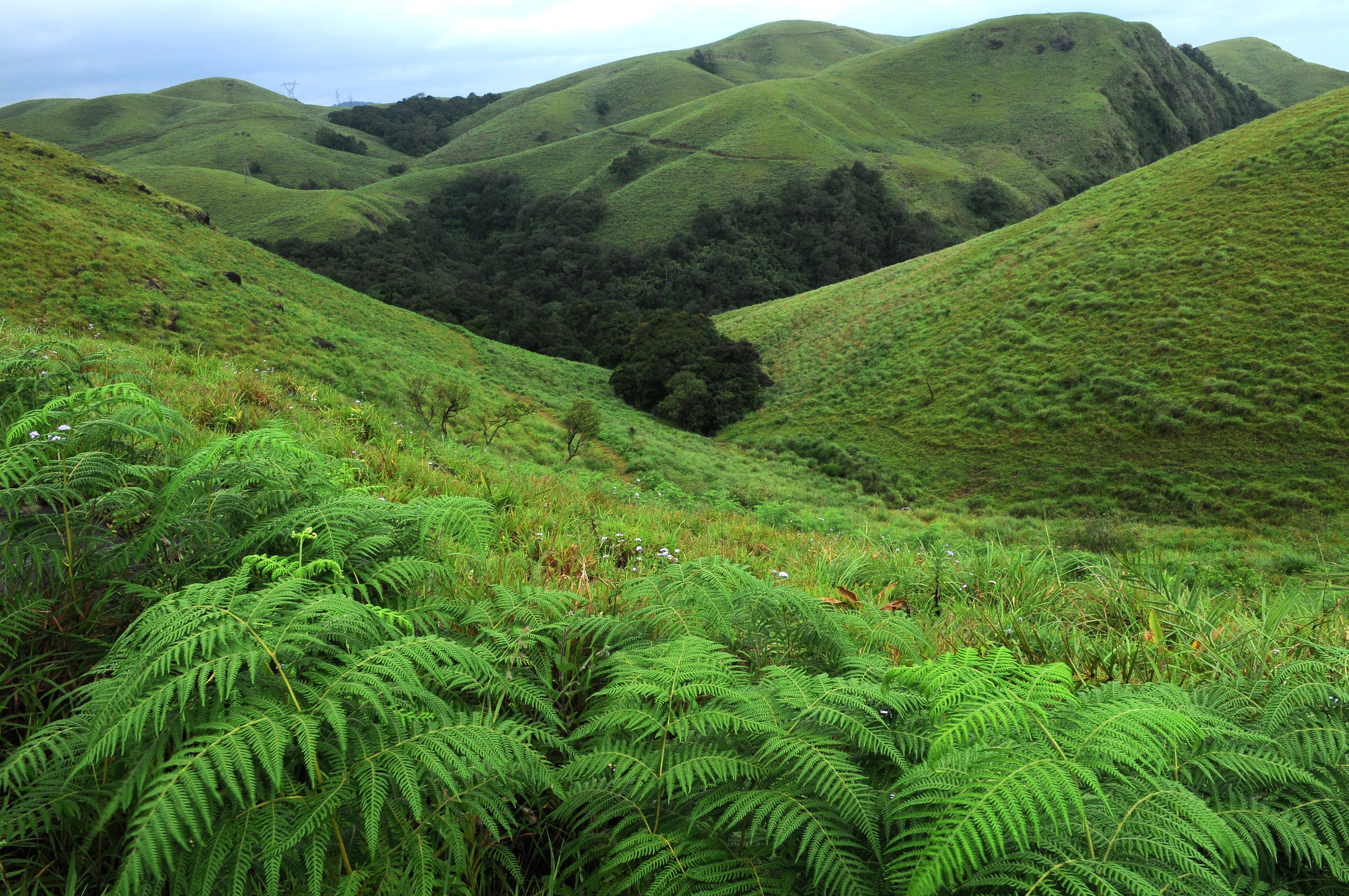 Bewar shifting cultivation image