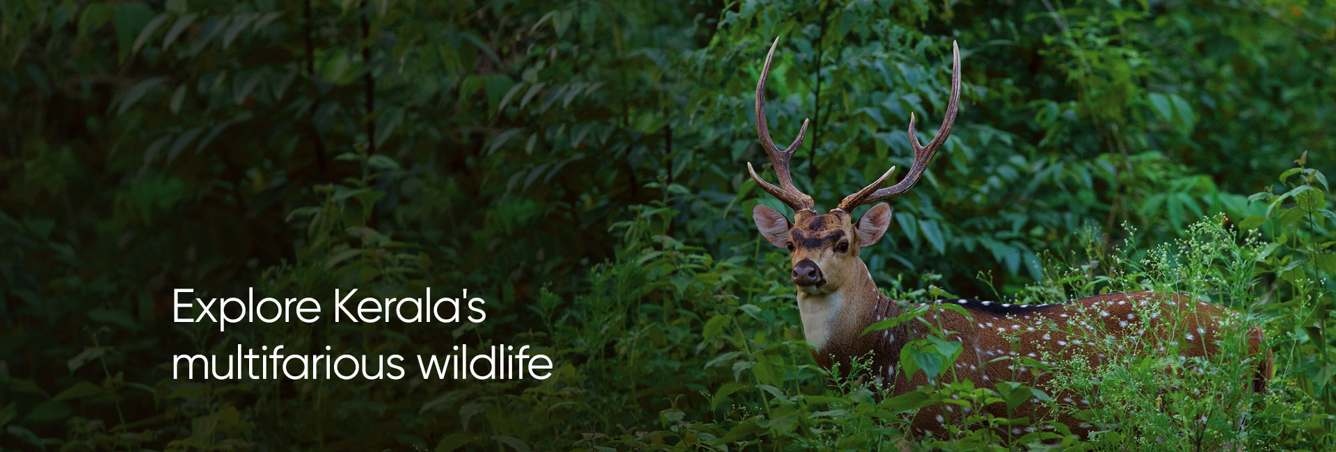 Explore Kerala's multifarious wildlife