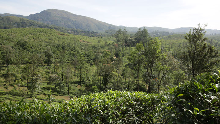 Amrithamedu in Idukki