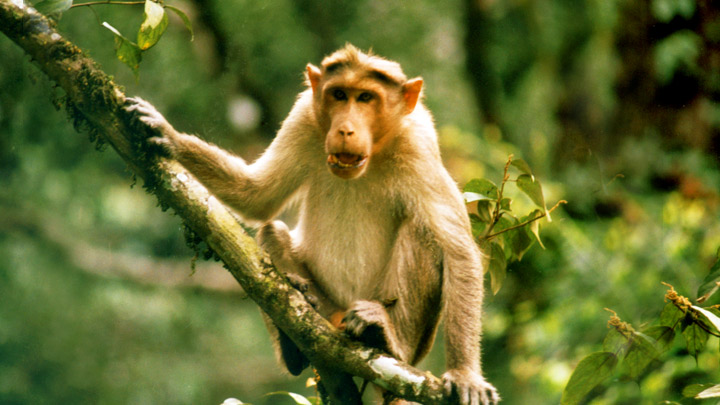 Wildlife and Wildlife Sanctuaries in Kerala