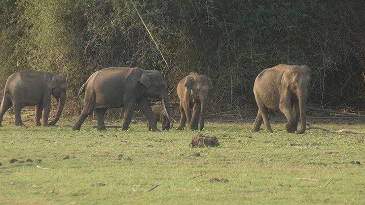 Begur Wildlife Sanctuary, Wayanad