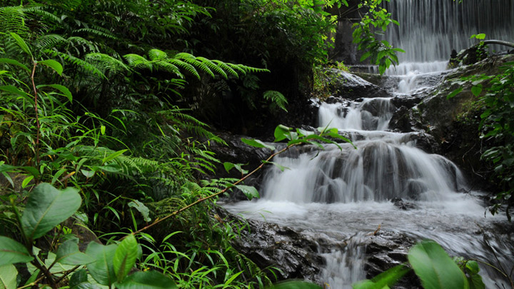 Chethalayam Falls, Wayanad