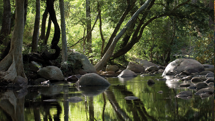 Chinnar Wildlife Sanctuary in Idukki