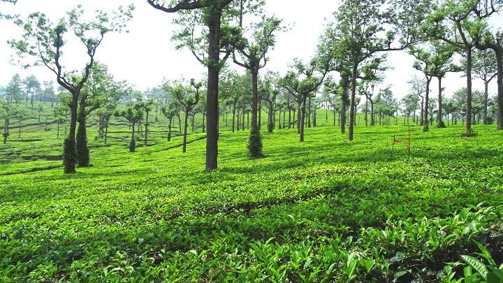 Chithirapuram - a Hill Town in Munnar