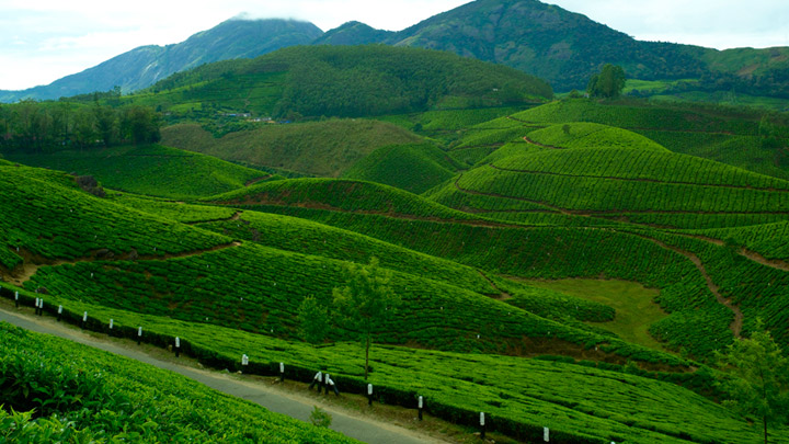 Devikulam  a hill station near Munnar, Idukki | Kerala Tourism