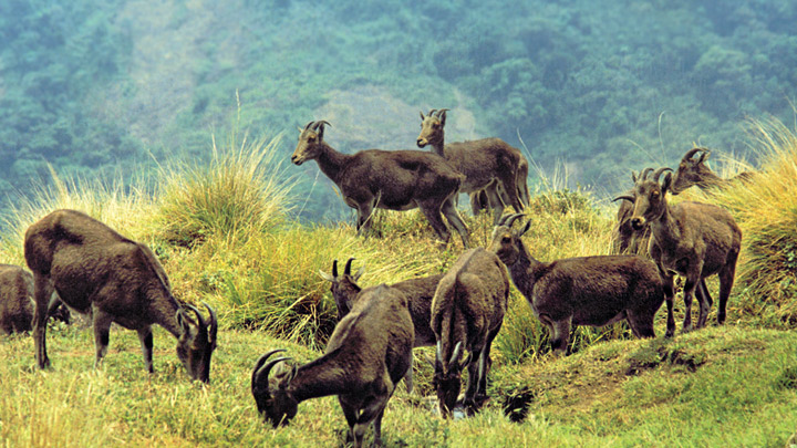 eravikulam national park tourism