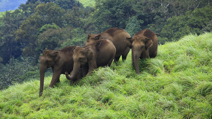 Idukki Wildlife Sanctuary