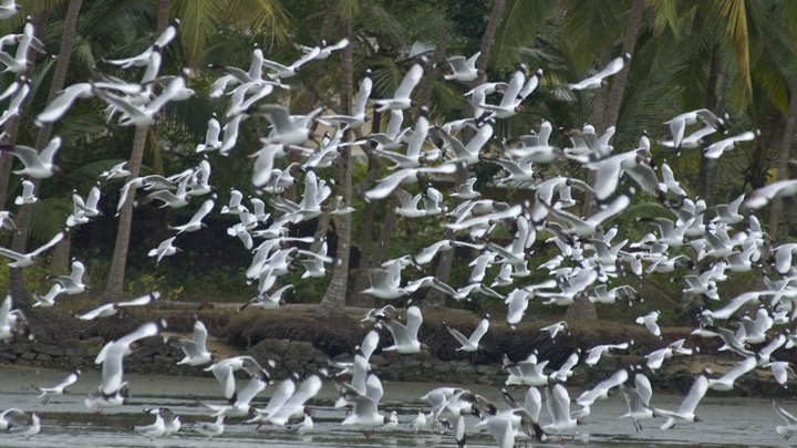 Kadalundi Bird Sanctuary in Kozhikode 