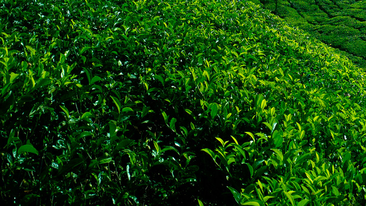 Kolukkumalai - the highest tea garden in India at Munnar, Idukki 