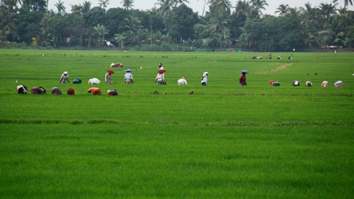 Kuttanad - the Rice Bowl of Kerala