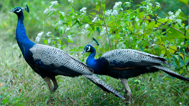 Choolannur Pea Fowl Sanctuary, Palakkad