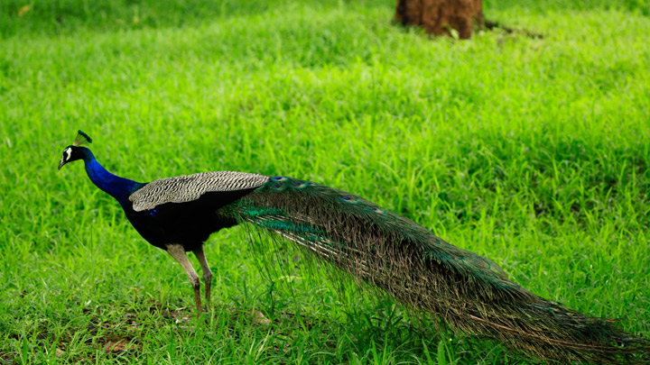 Choolannur Pea Fowl Sanctuary, Palakkad