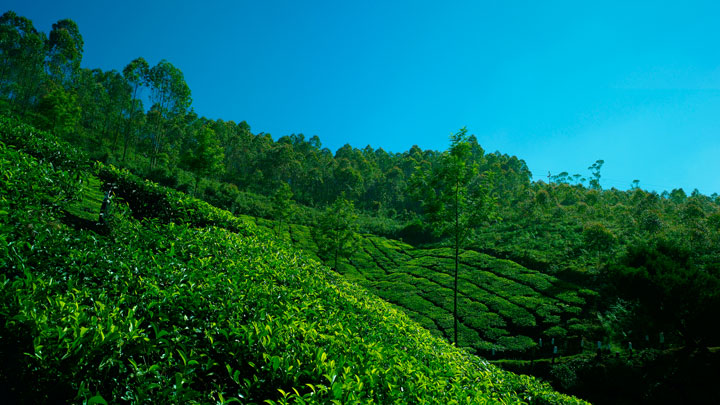 Munnar