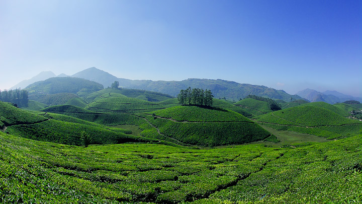 Image result for munnar