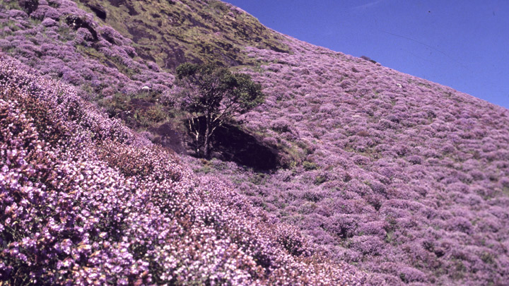 Neelakurinji Flower Blooming