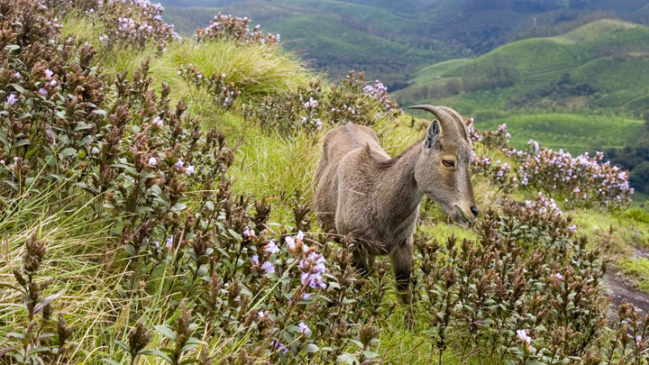 Neelakurinji flowers, Munnar 