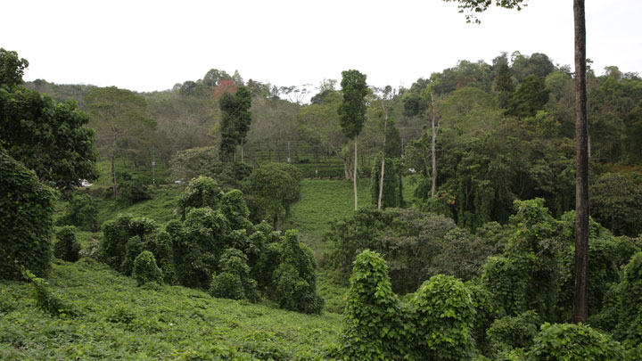 Nilackal in Pathanamthitta