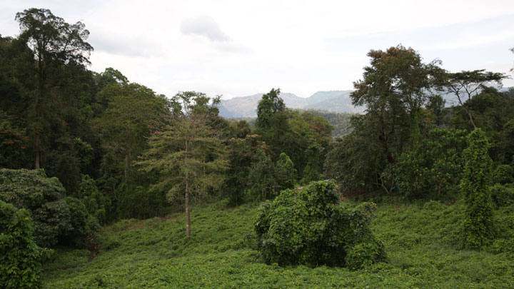 Nilackal in Pathanamthitta