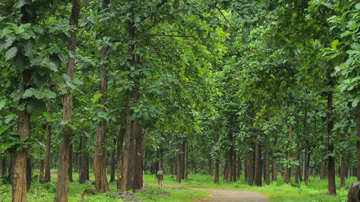 Nilambur Teak Plantation in Malappuram