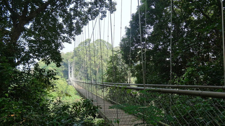 Nilambur Teak Plantation in Malappuram