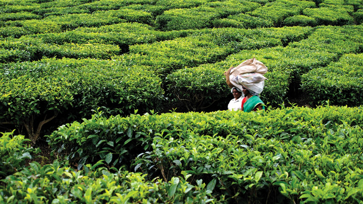 Peermedu Hill Station, Idukki