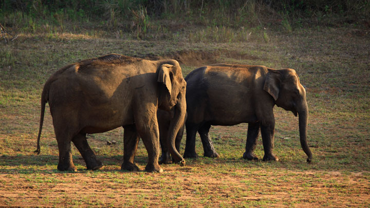 thekkady forest & visit to wildlife