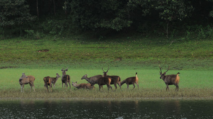 Periyar Tiger Reserve, Thekkady