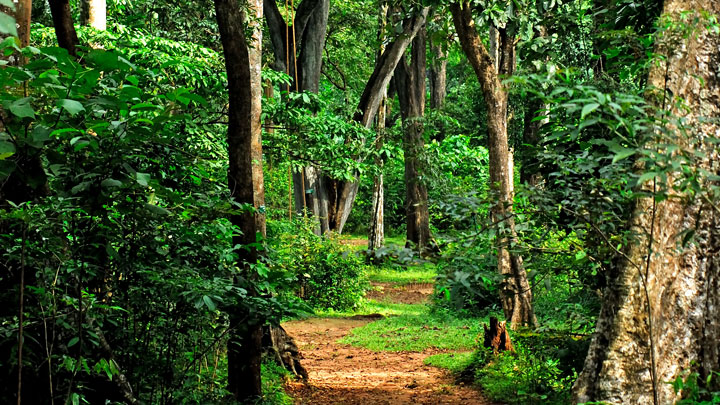 Shendurney Wildlife Sanctuary in Kollam