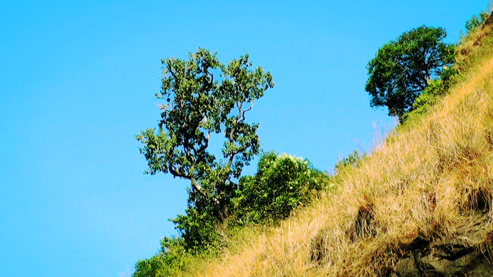 Silent Valley National Park in Palakkad