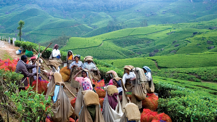 Tea Museum in Munnar