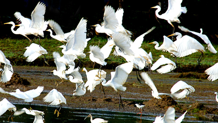 Thattekkad Bird Sanctuary and the Dr. Salim Ali,  Ernakulam 